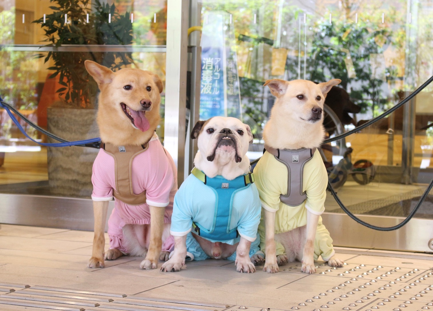 セラピー犬